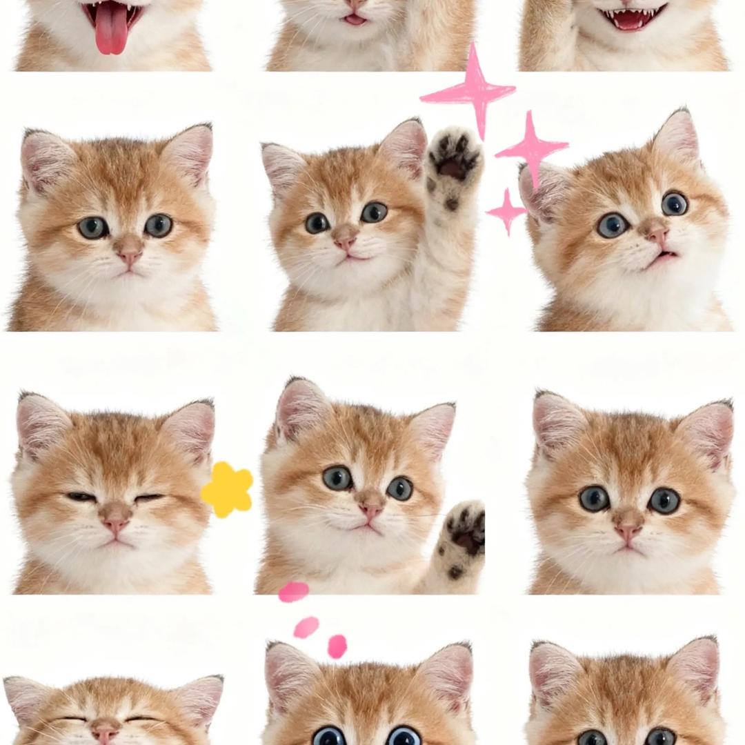 颜宠社(金渐层)