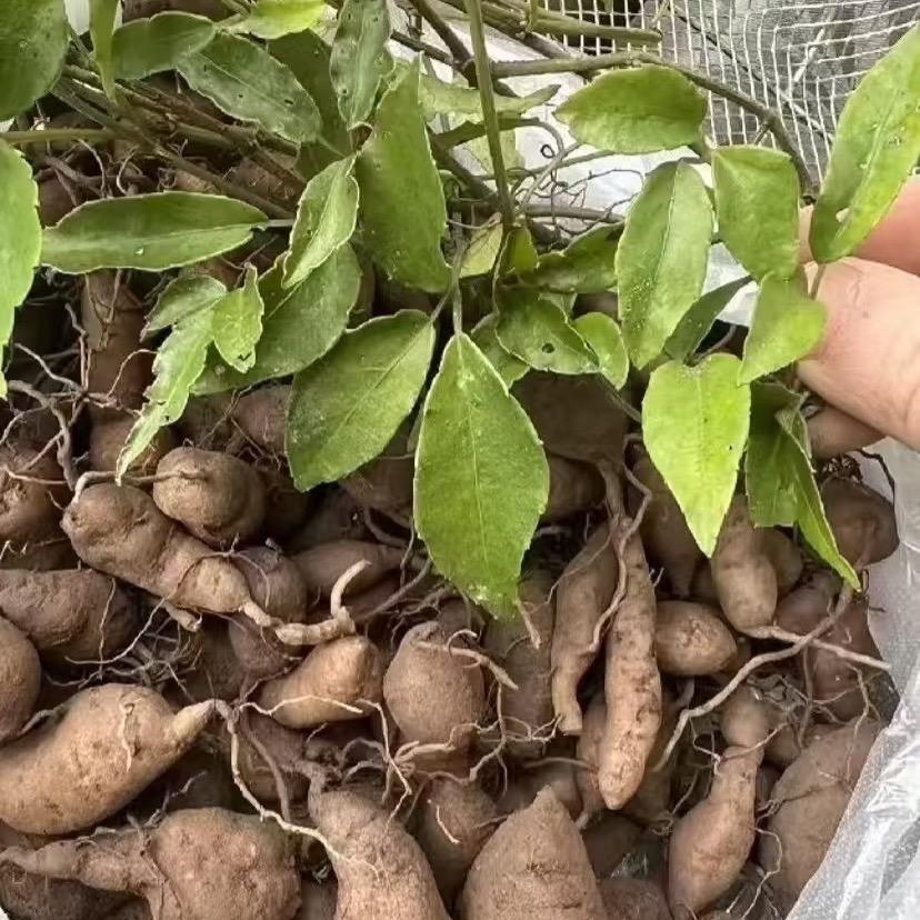 药材种植基地小颜
