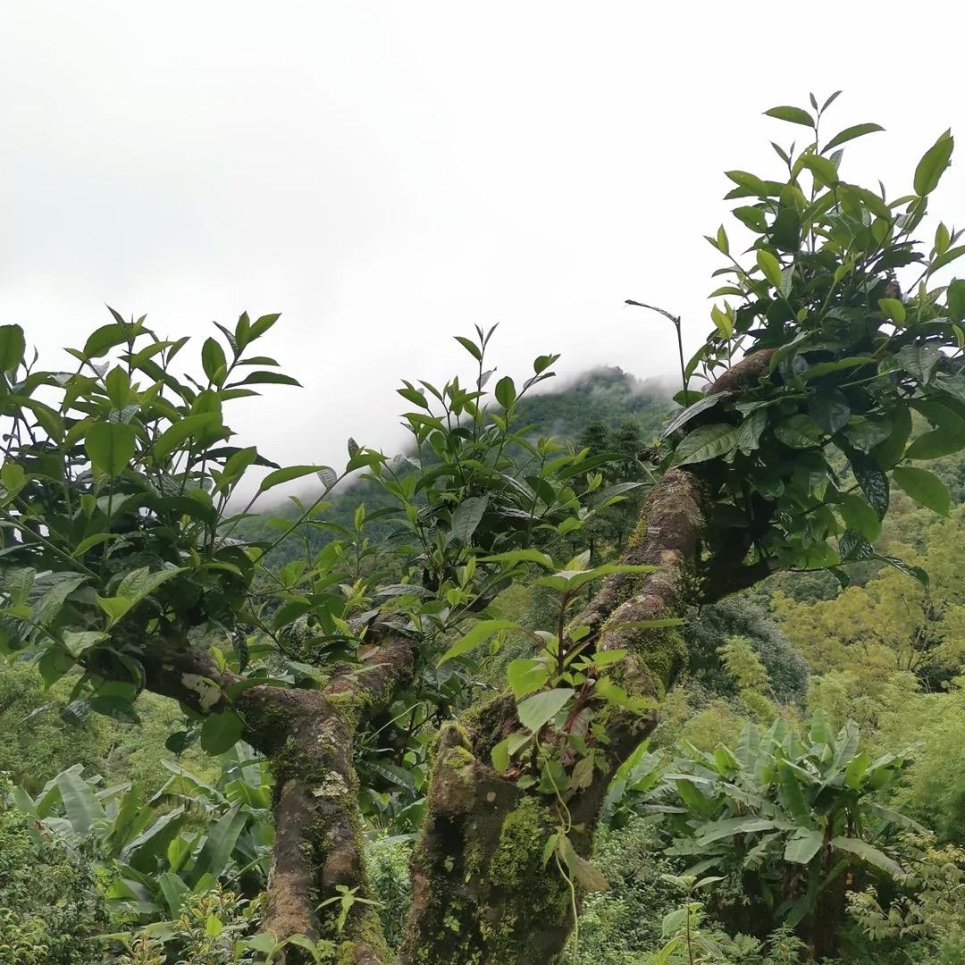 忙肺老铁源头茶