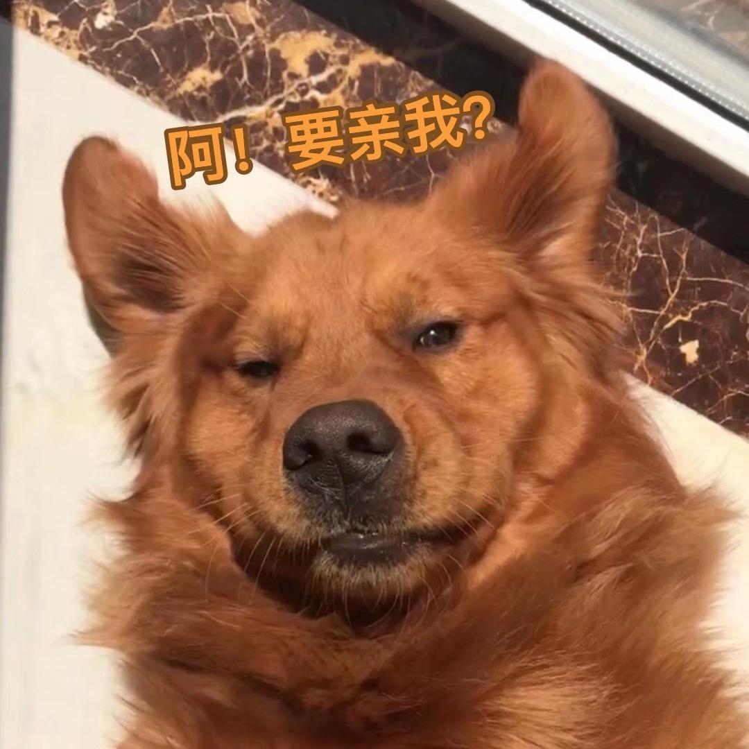 旦旦的铲屎官日记