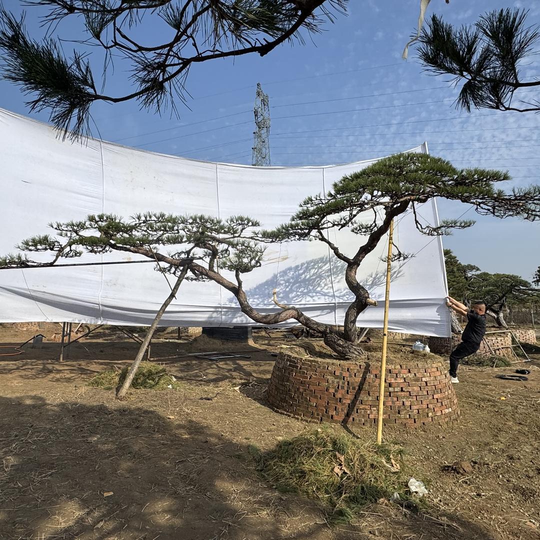 泰安三万造型松