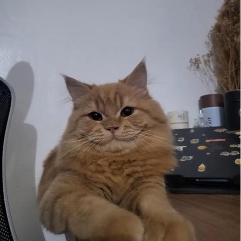 小猫手册