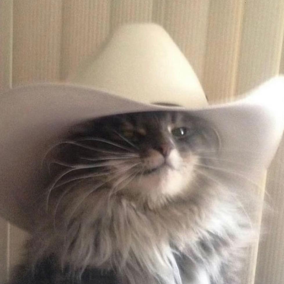 狮子不是猫子