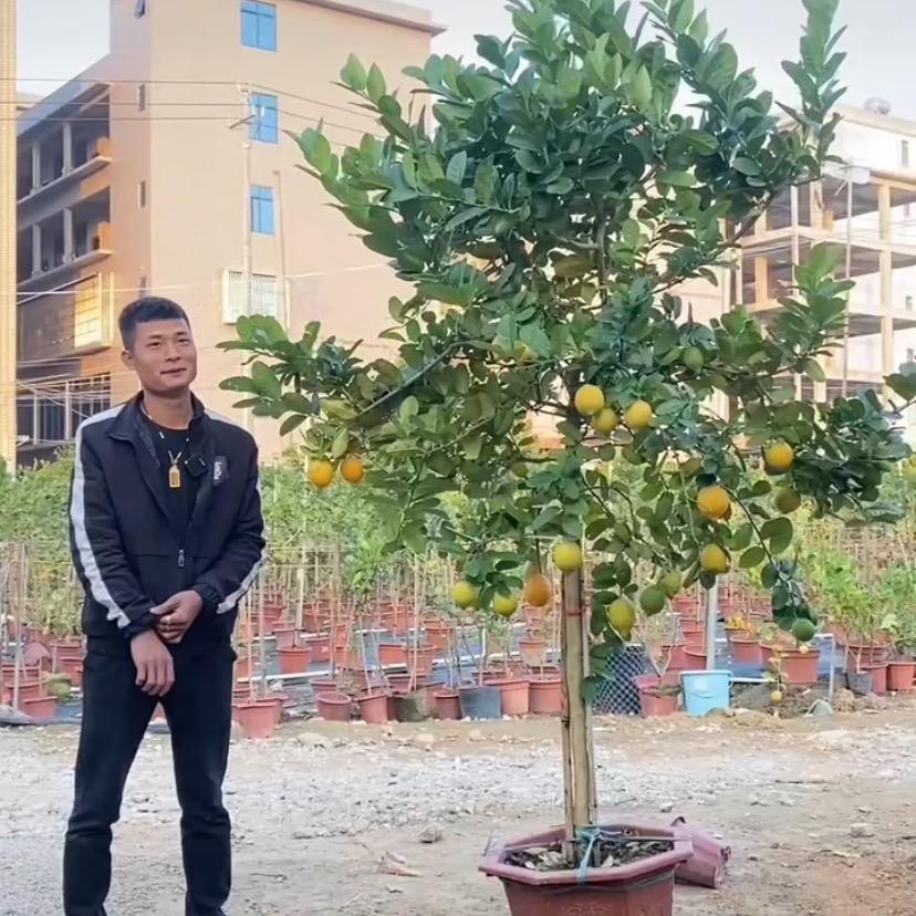 举乐雅欣果树苗木专卖店