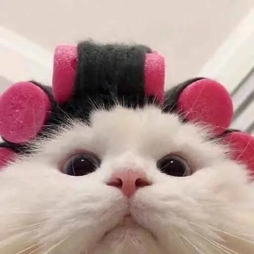 大猫-