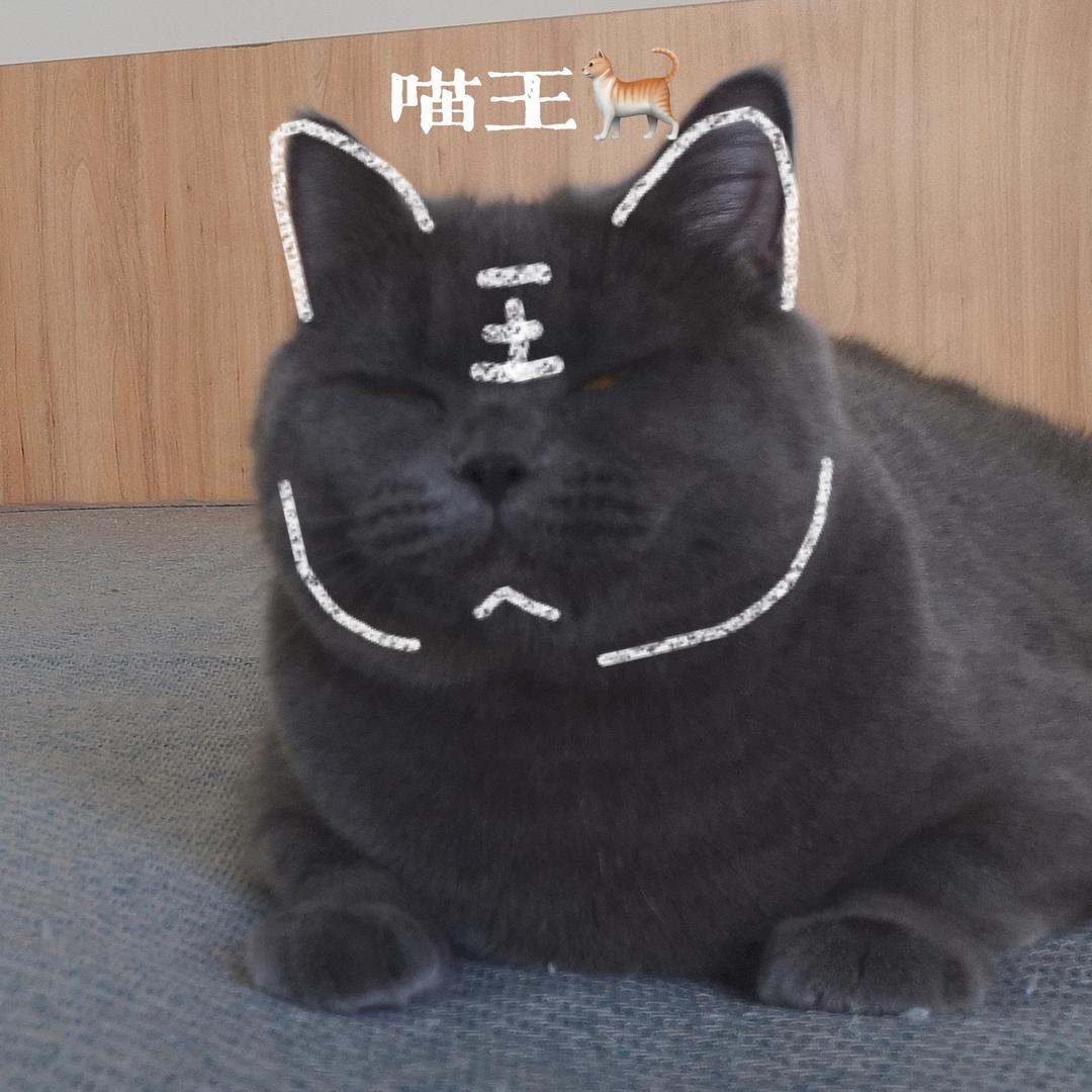 刘博士养猫
