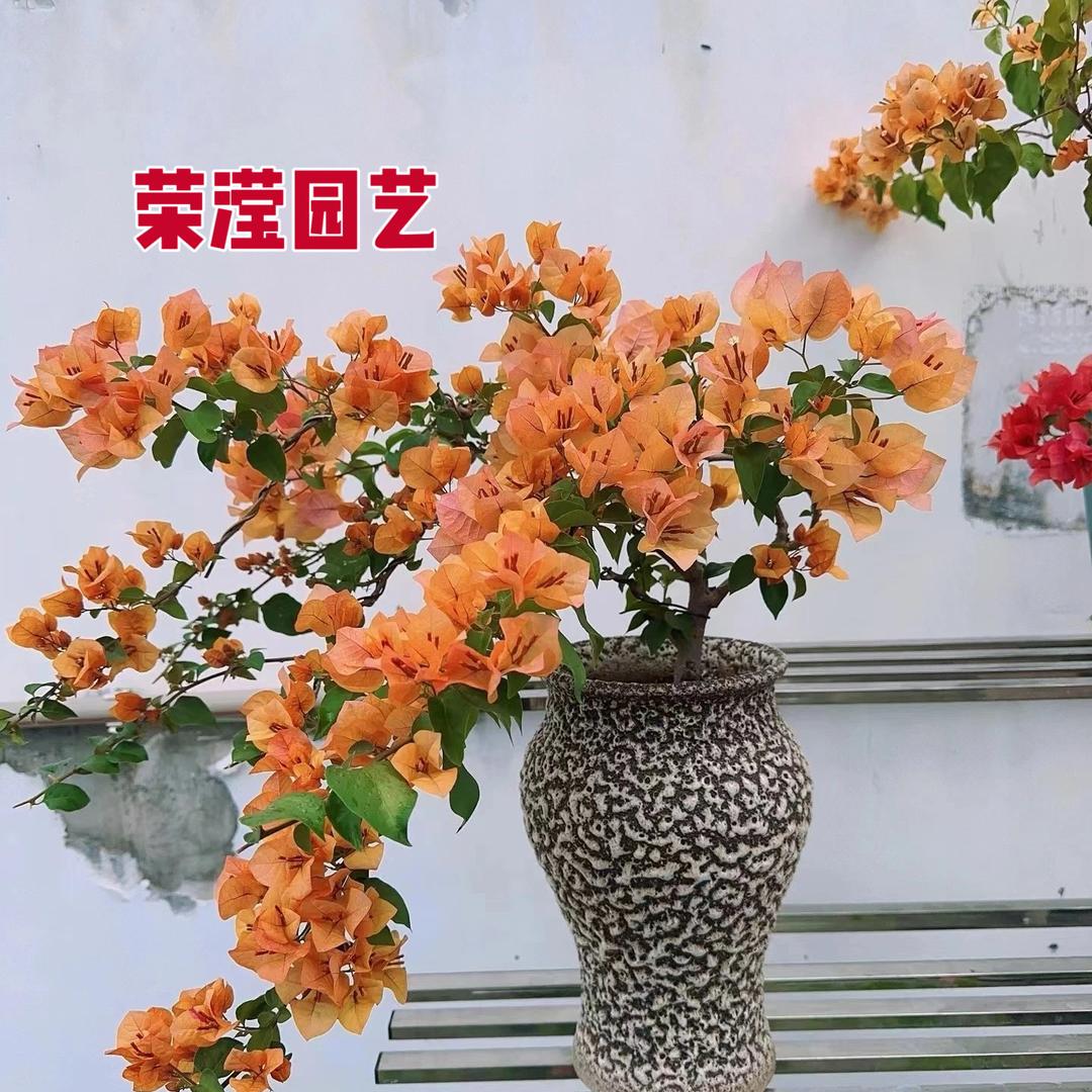 荣滢园艺的头像