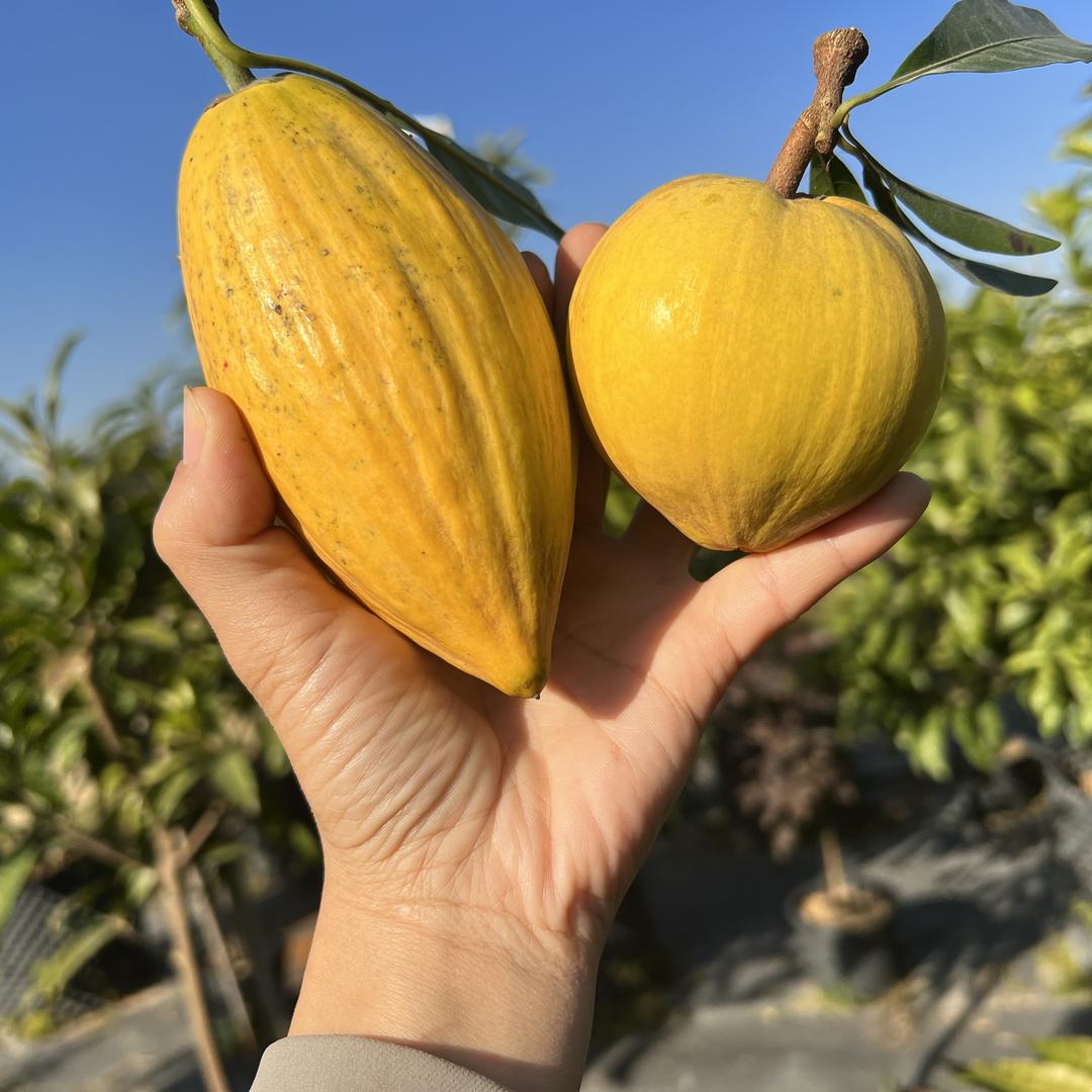 钦农果树苗木专营店