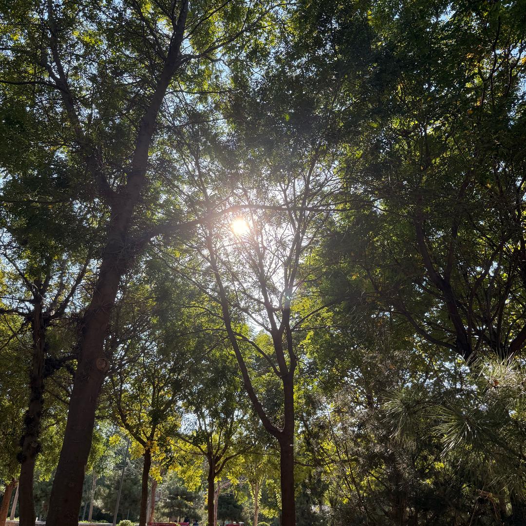 全自动闯祸机（打死羊驼版）