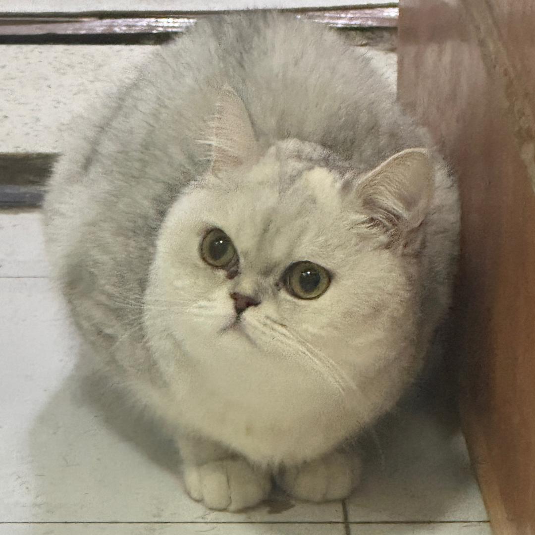 不喝梅