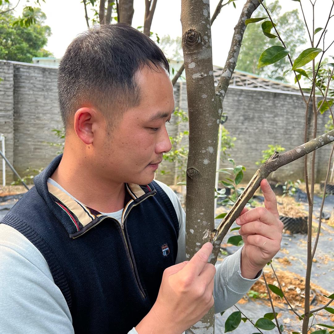 拉丁农业