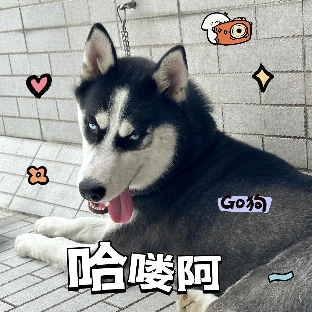 一只泡芙