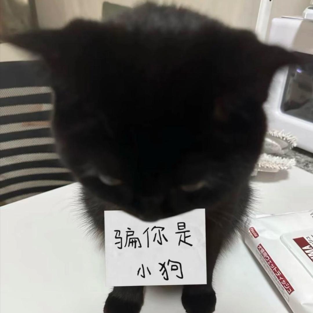 🐈‍⬛