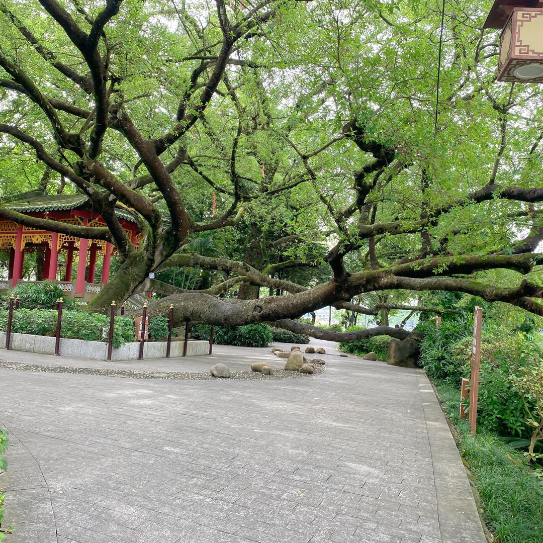 武妹