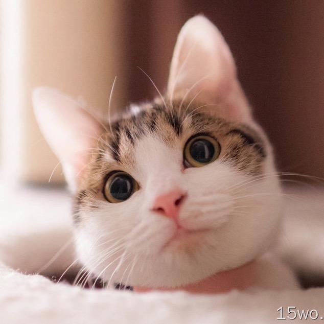 小羊羊羊羊的小店