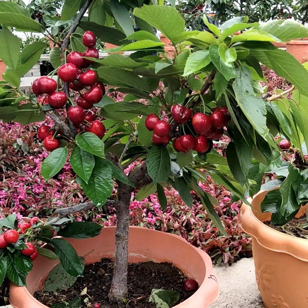 微舟宏阳果树苗木专卖店