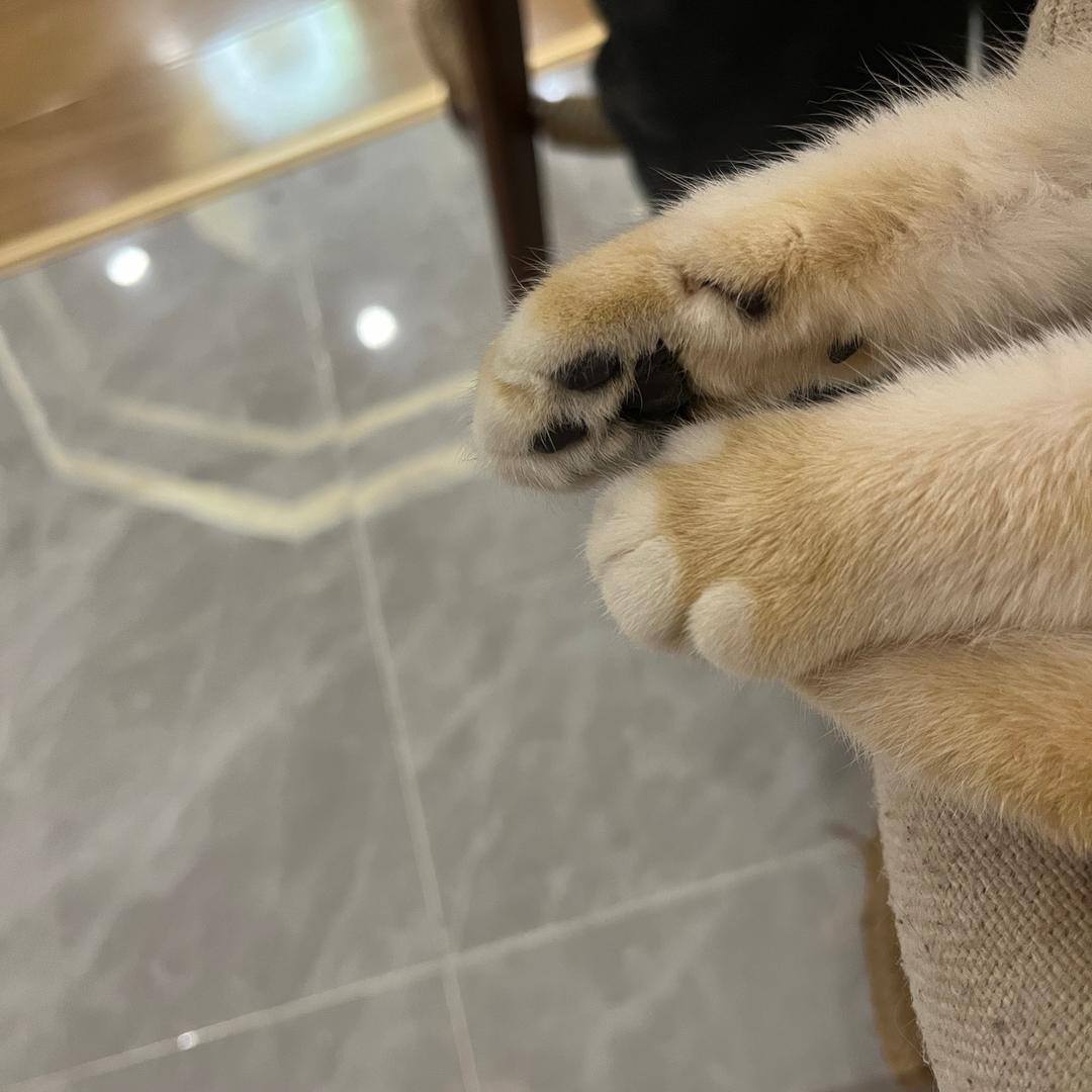 熊猫