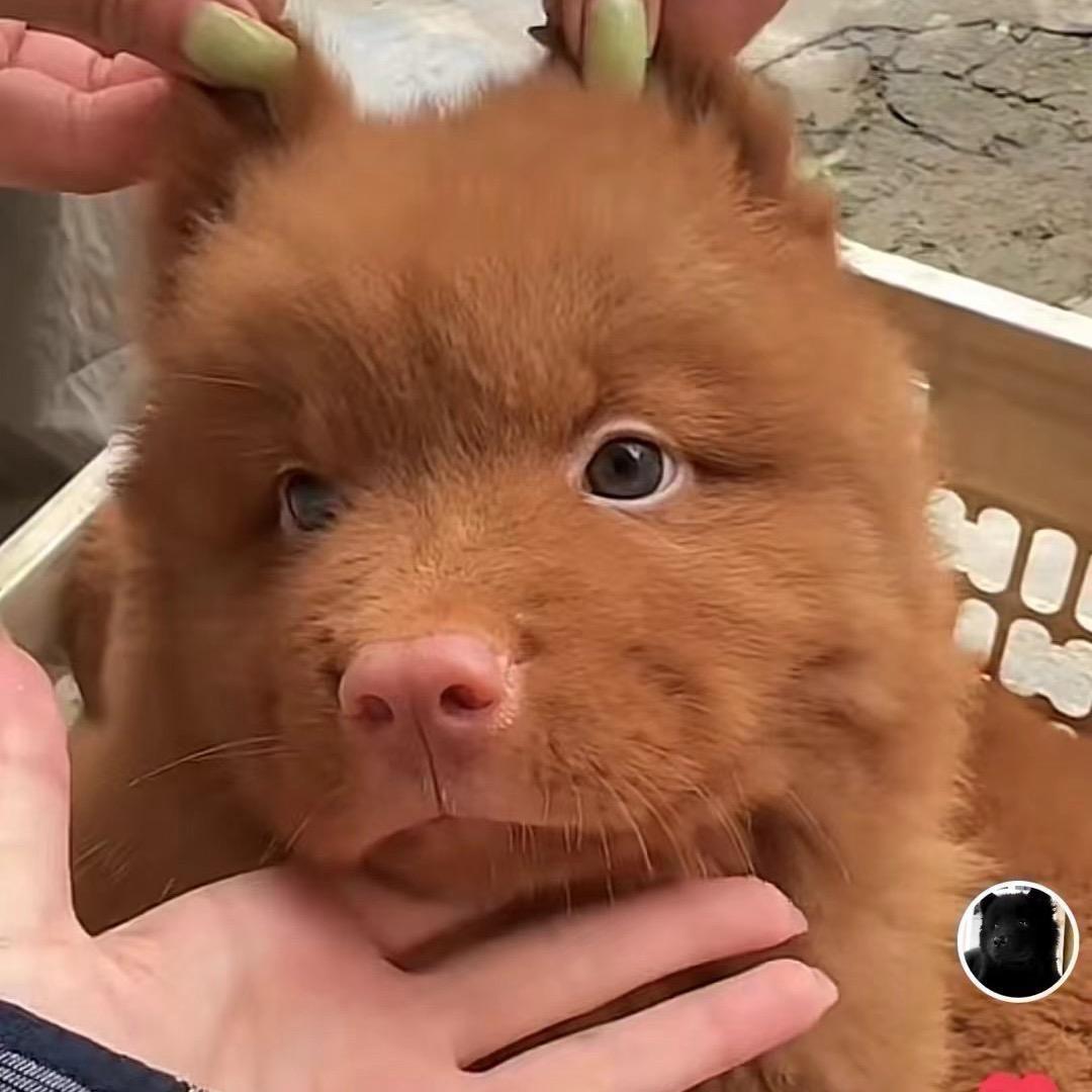 天霸之宠犬舍
