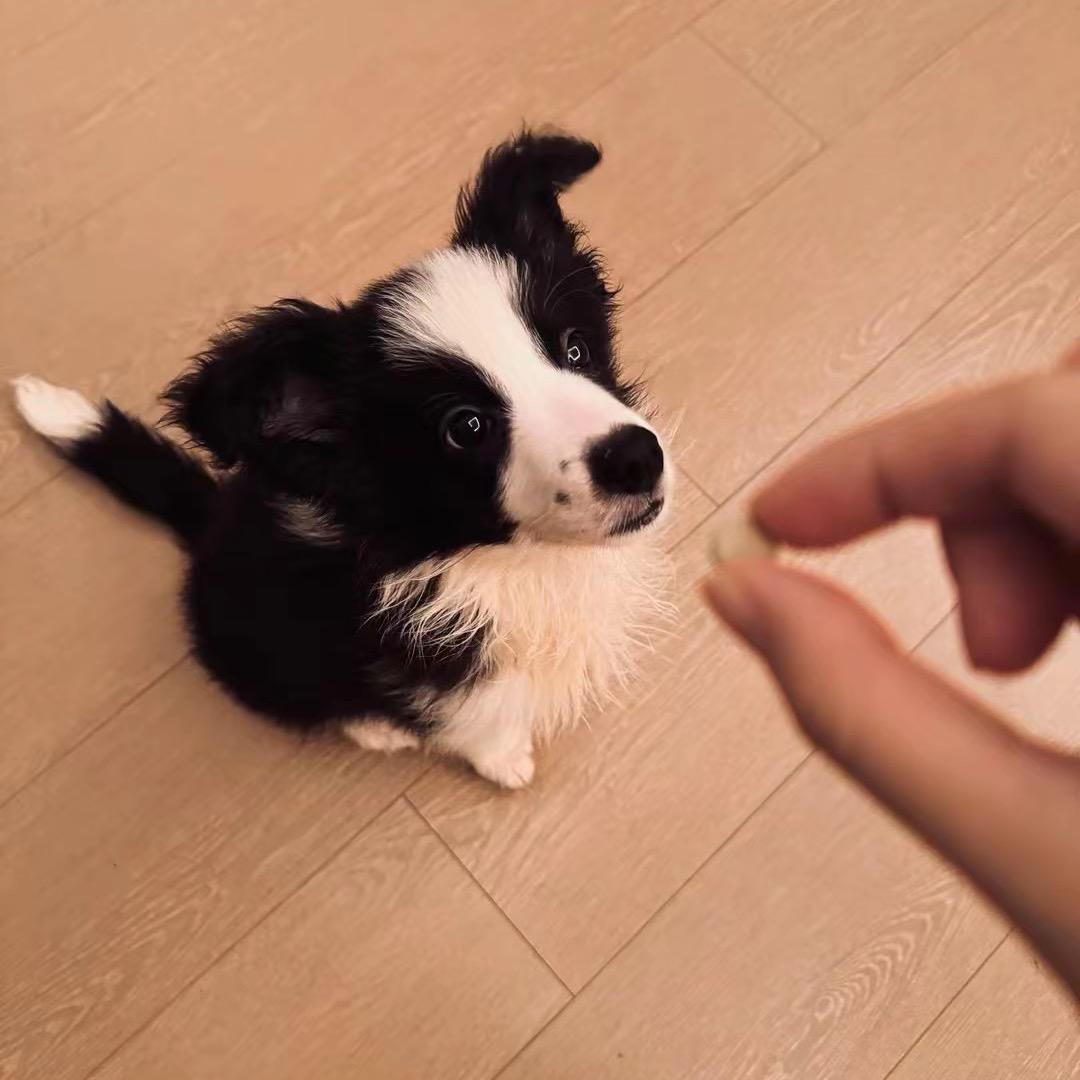 窝力巴子