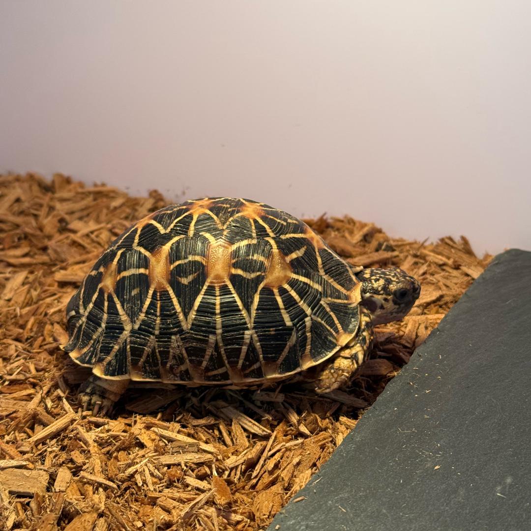 看