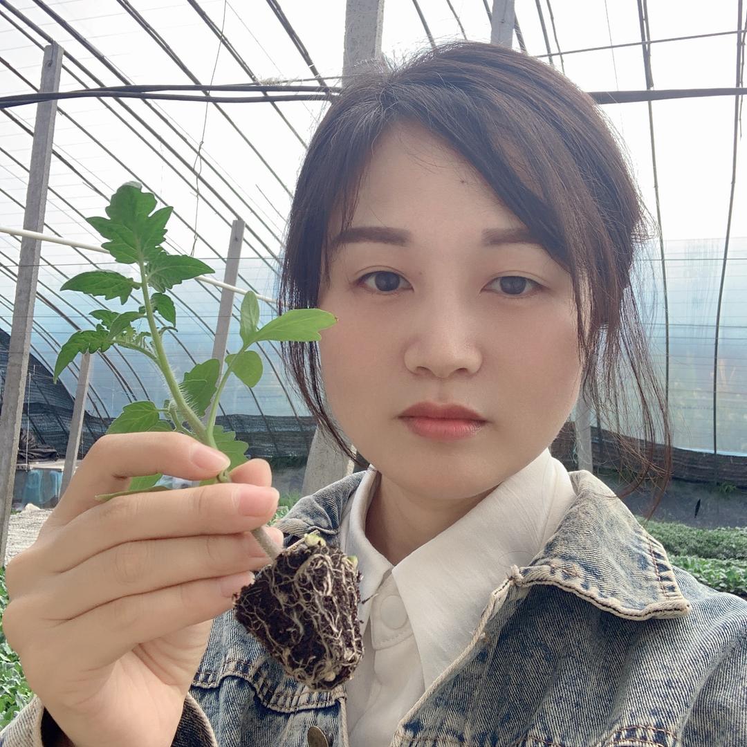 雪儿番茄种苗·粉妃真甜