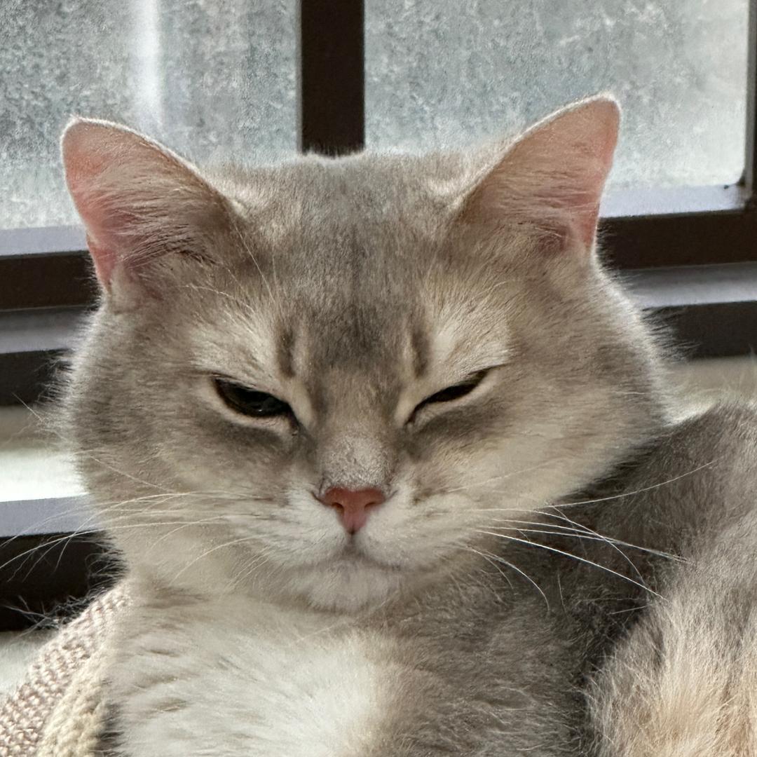 煲仔小肥猫