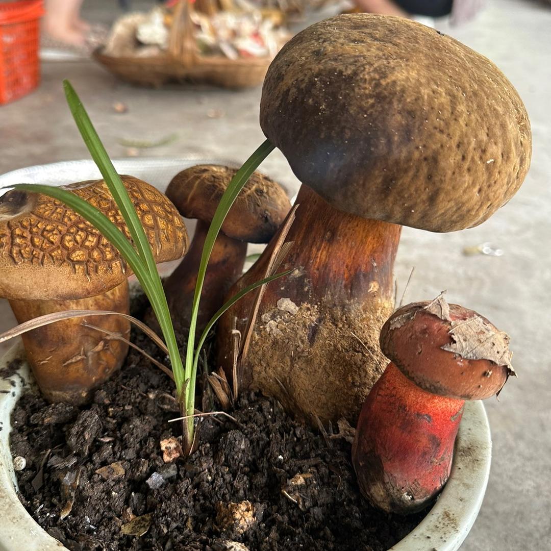 纯天然野生菌
