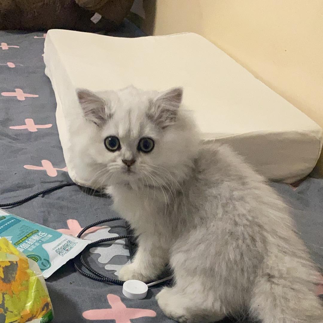 M.。