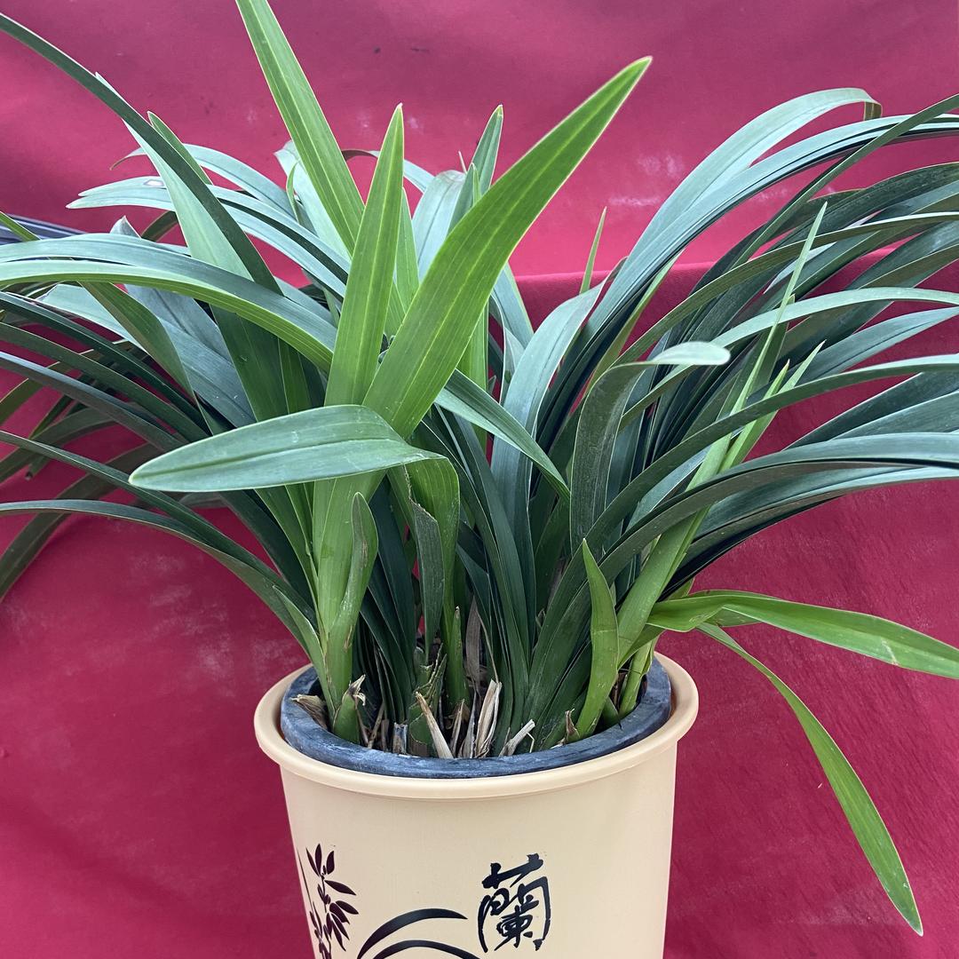 丰优绿植园艺塑料花盆