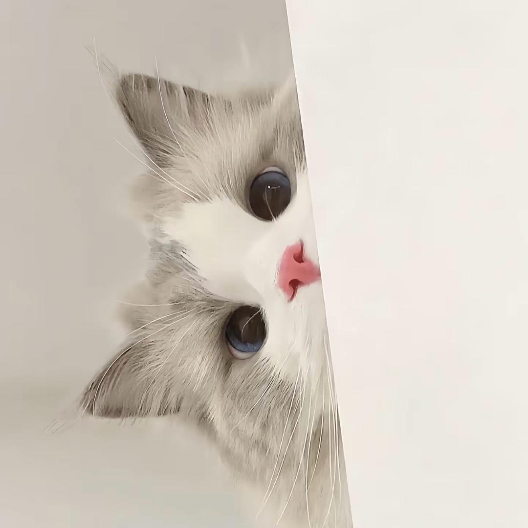 囧囧是只喵