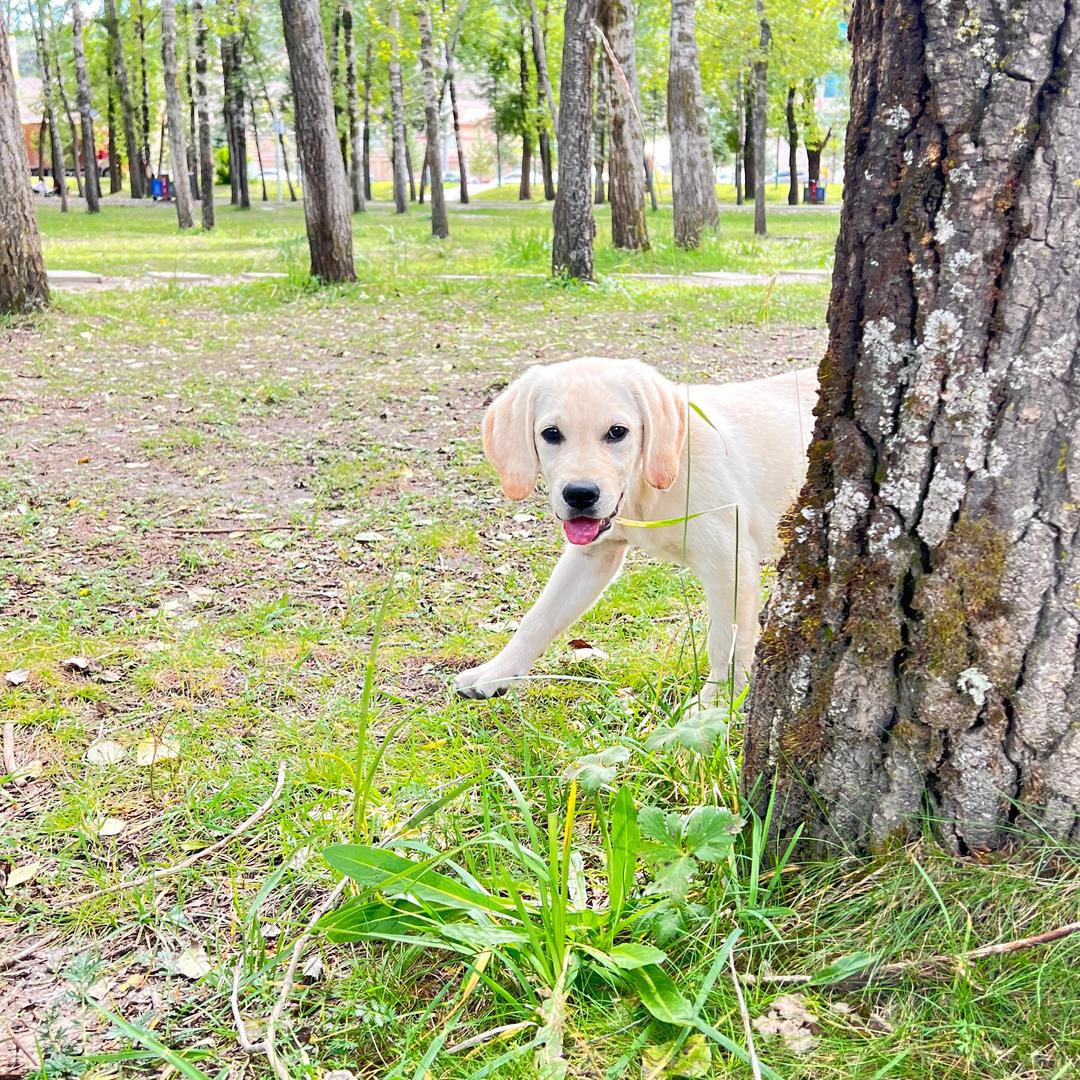 梦魇（爱犬🐶格格）