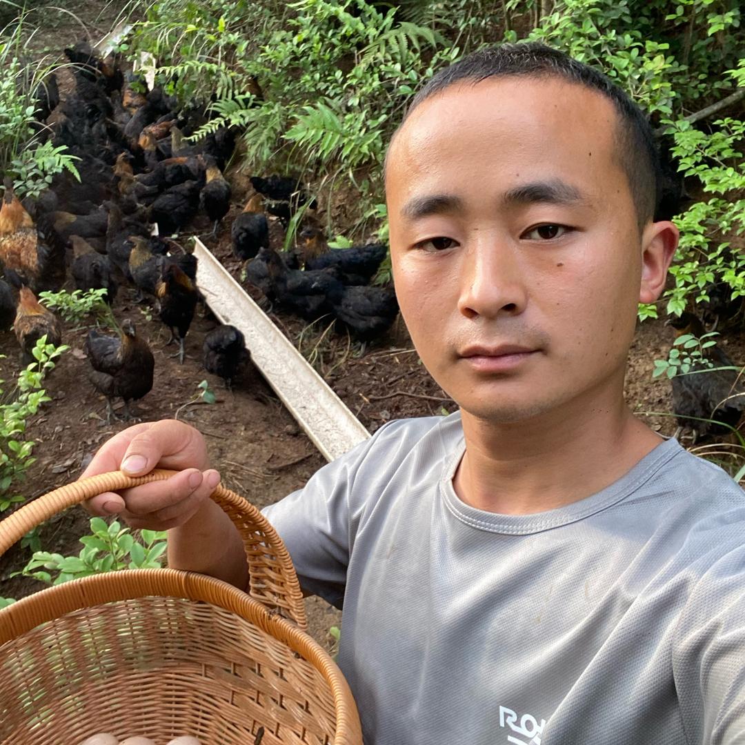 小尹的蛋鸡农场（熟食喂养）