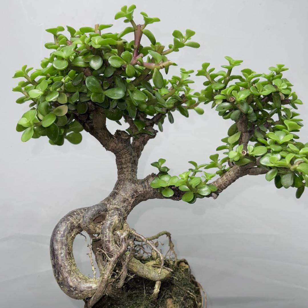 一植植得·花卉(金枝玉叶)
