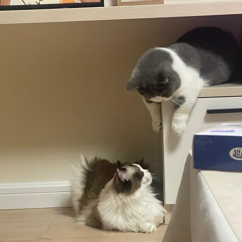 猫小嗦和猫五嗦