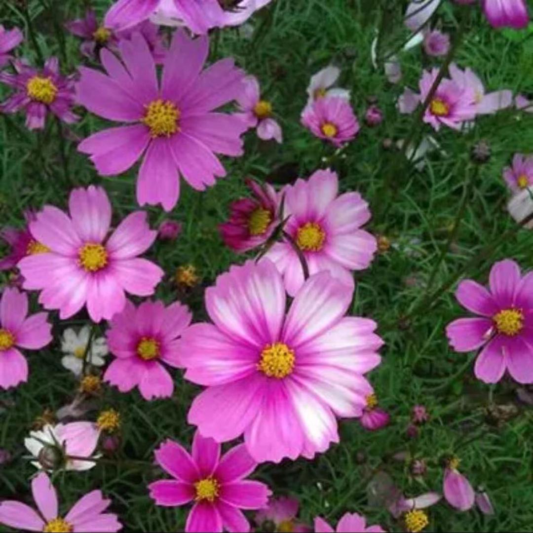 潮汕青娘"粉姐"