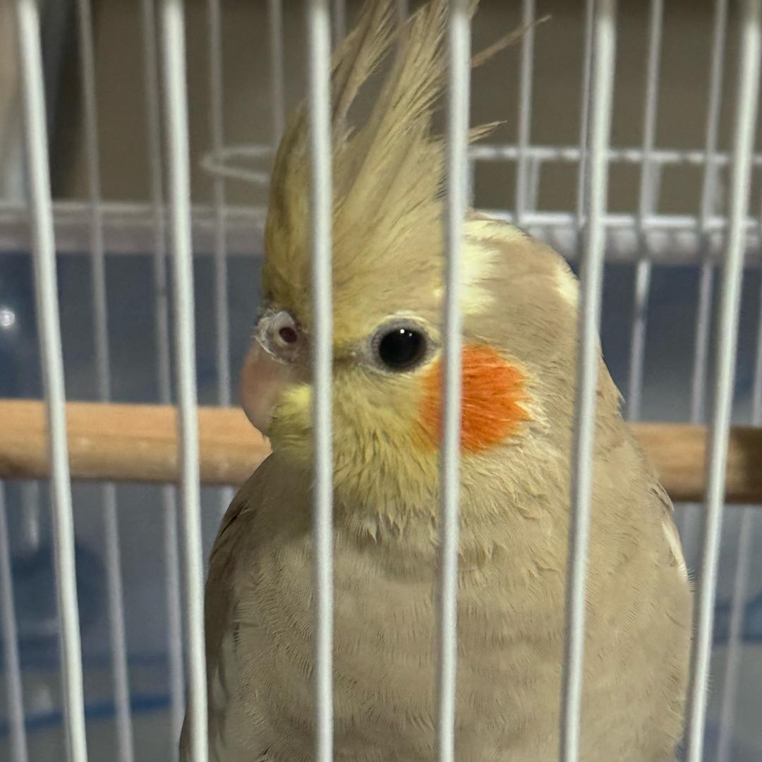 694614485（鹦鹉🦜）
