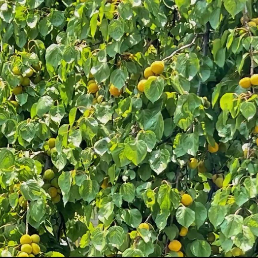 吉森花器