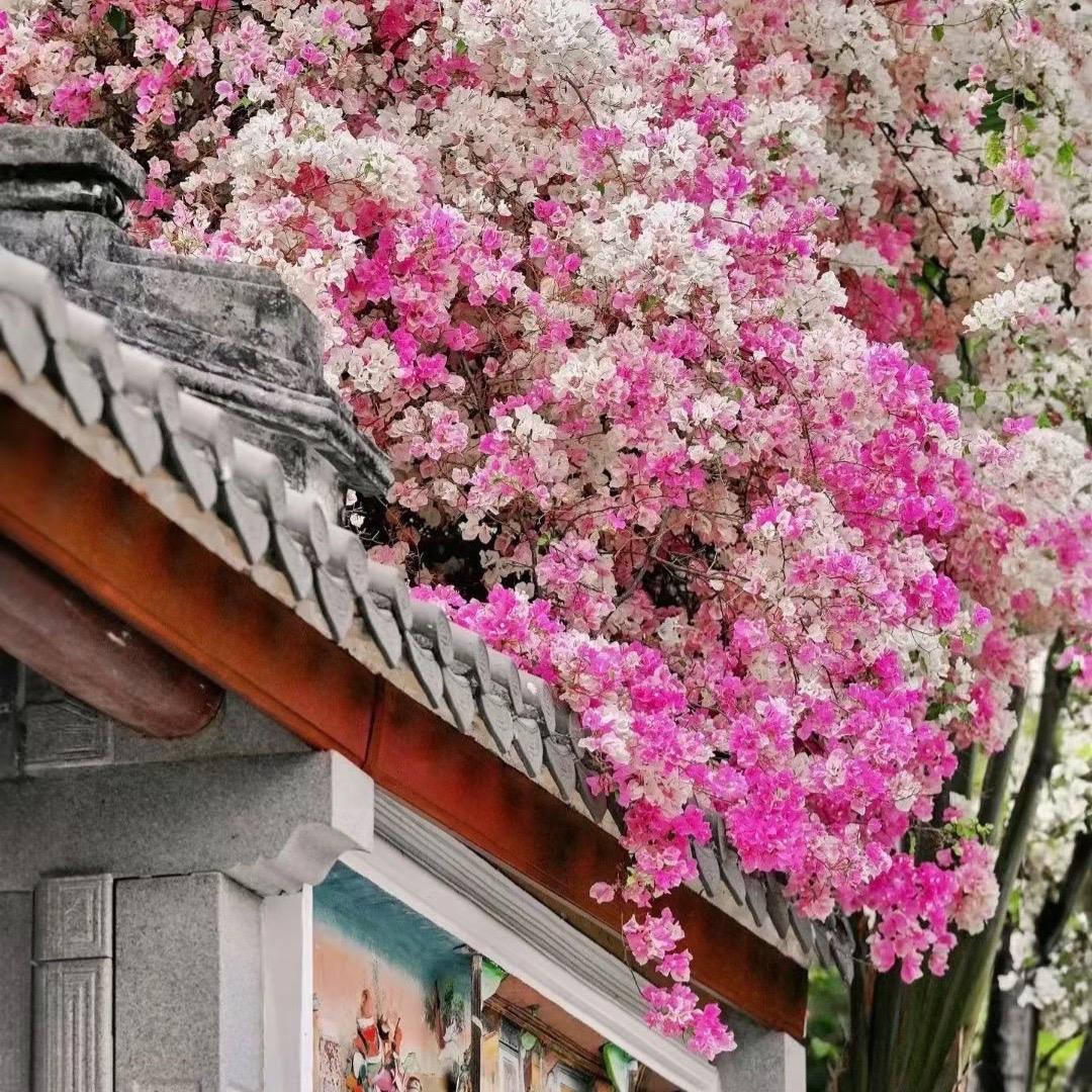 小太阳