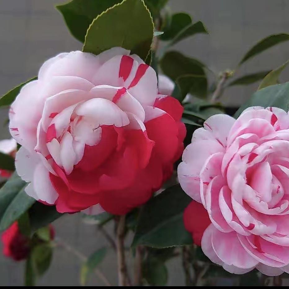 耀达花卉
