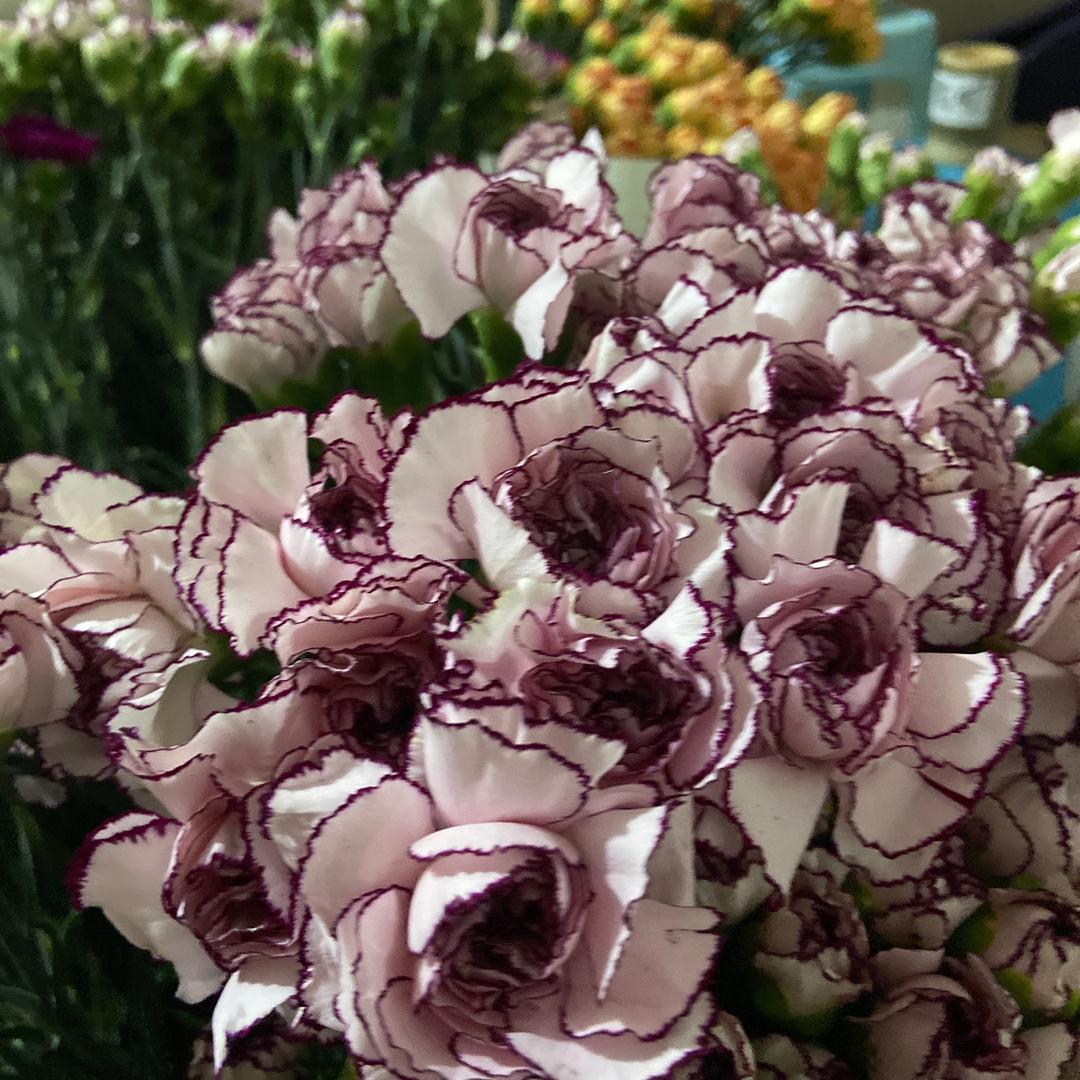 博航花屋
