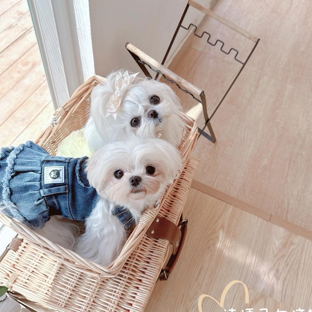 诗语马尔济斯犬舍2🐶