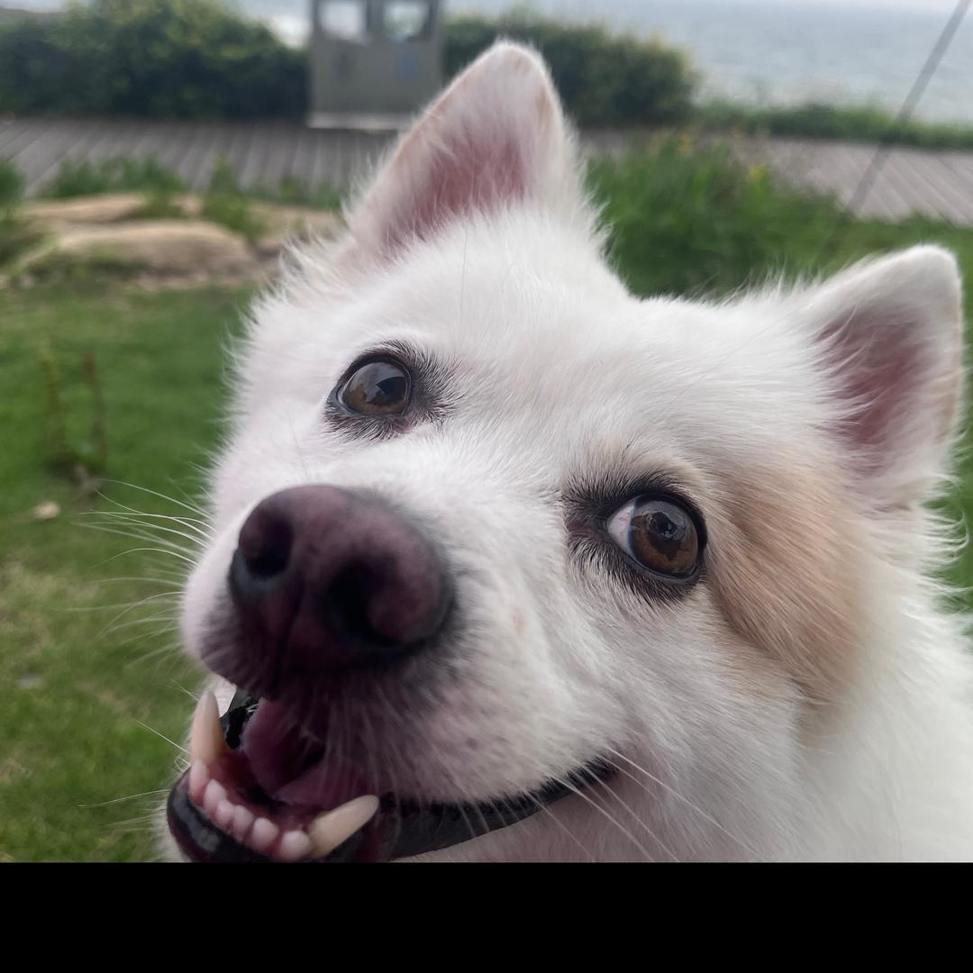 大米🐕MI