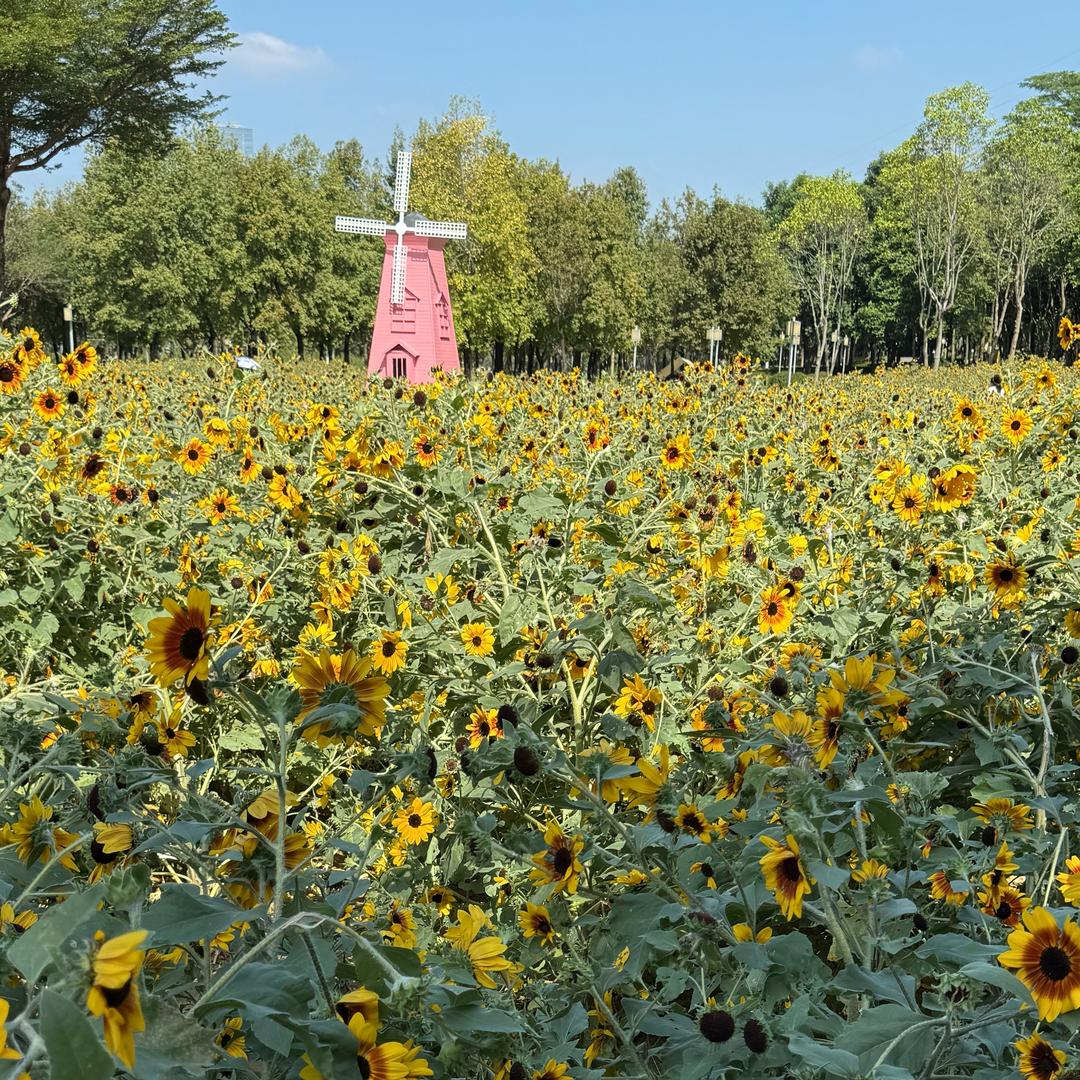 ᰔᩚ小财迷🍒ᨶ႒ᩚ
