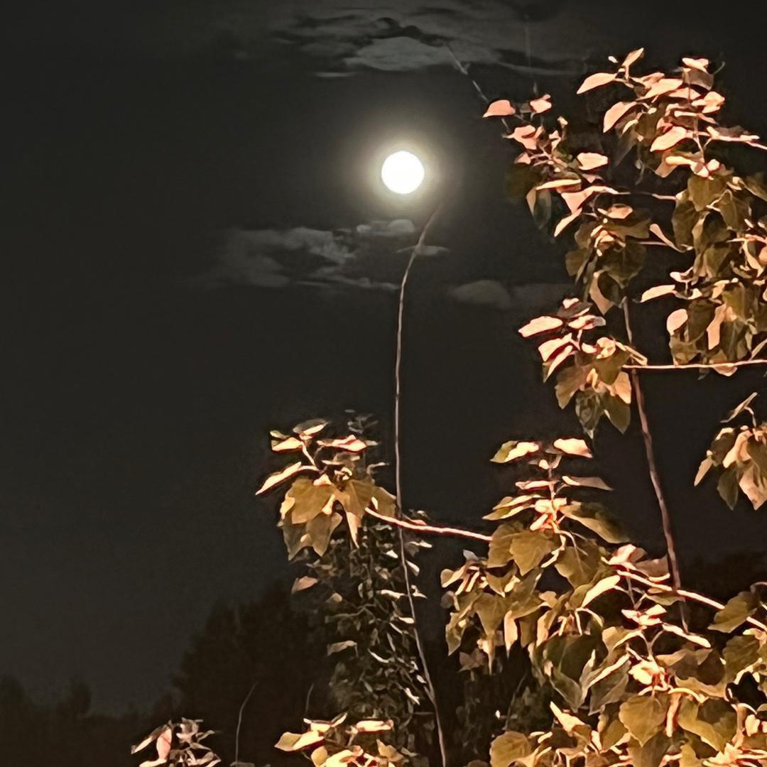 ￴￴ ￴￴￴ ￴