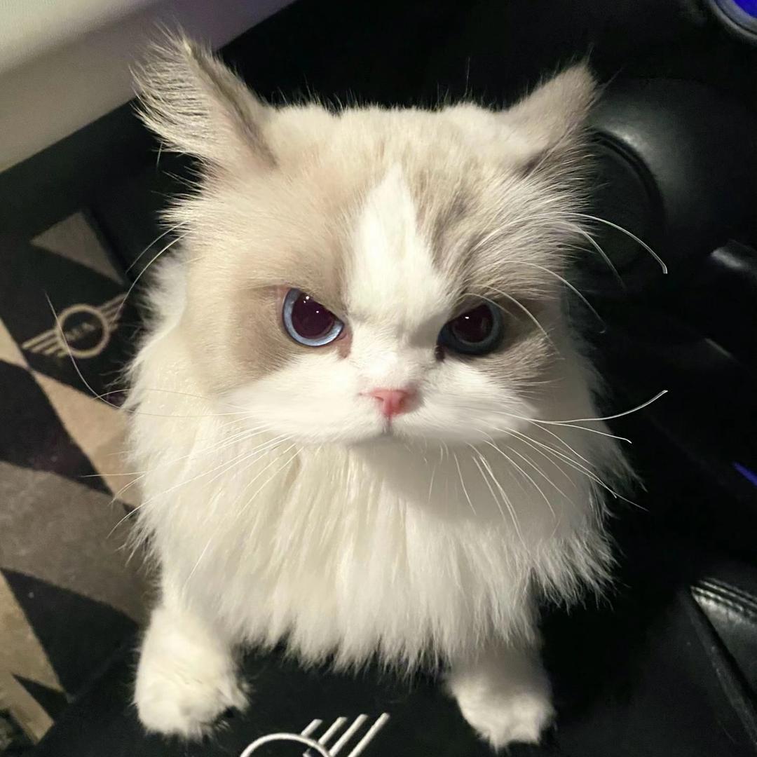 喜欢猫