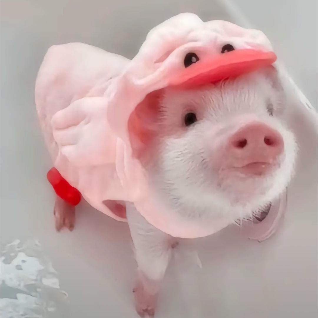 窝萌小乖