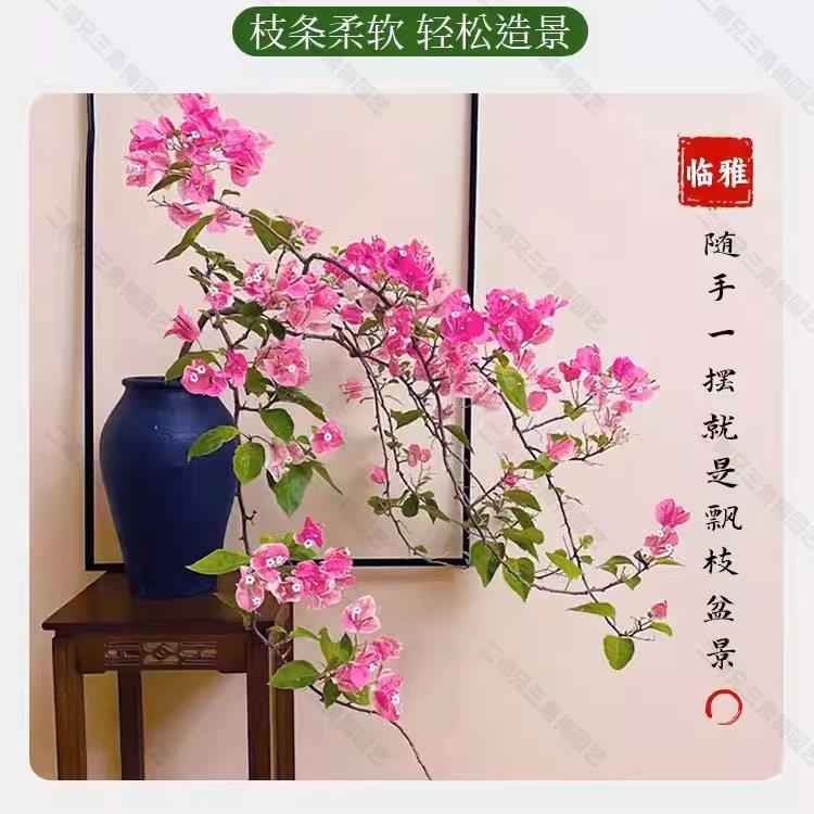 二师兄三角梅园艺