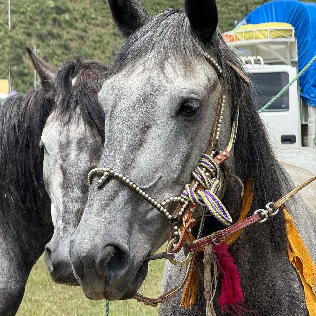 ༊དགྲ་ལྷ།🥷🏽