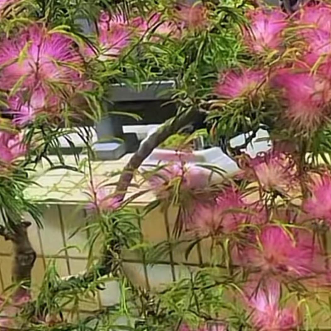 九星揽月