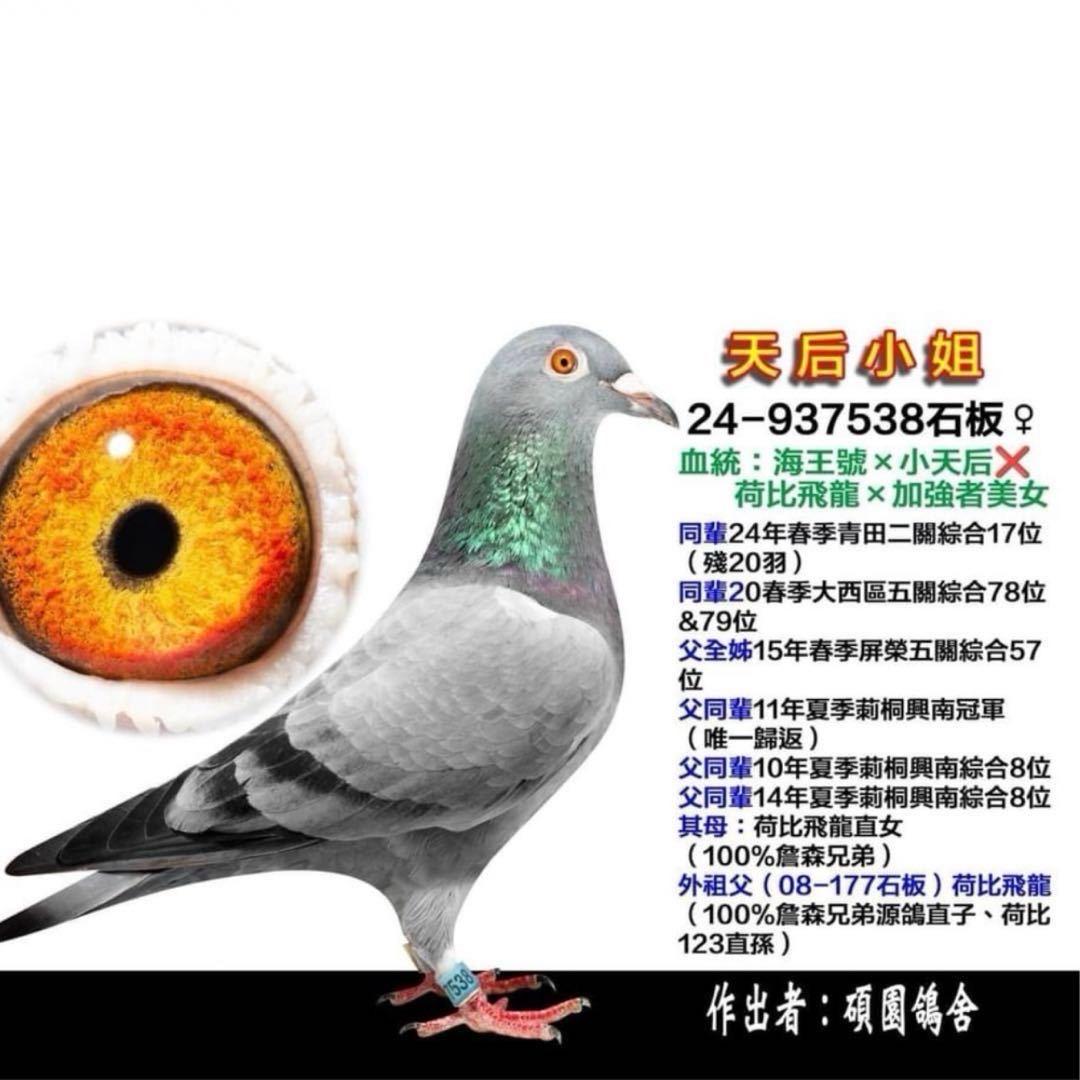 懂台鸽信鸽精选小铺